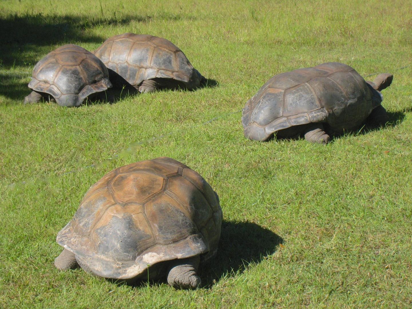 ALDABRA BREEDER