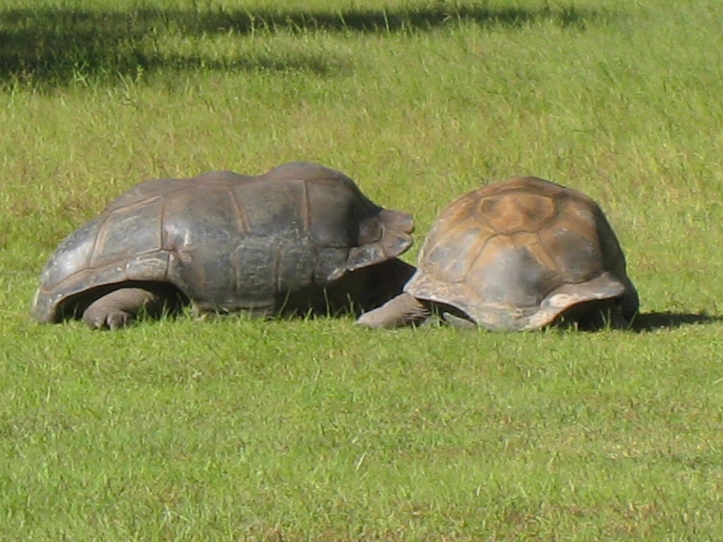 ALDABRA BREEDER