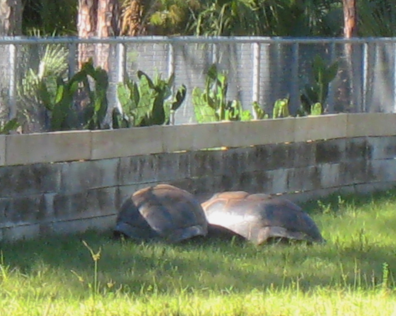 ALDABRA BREEDER