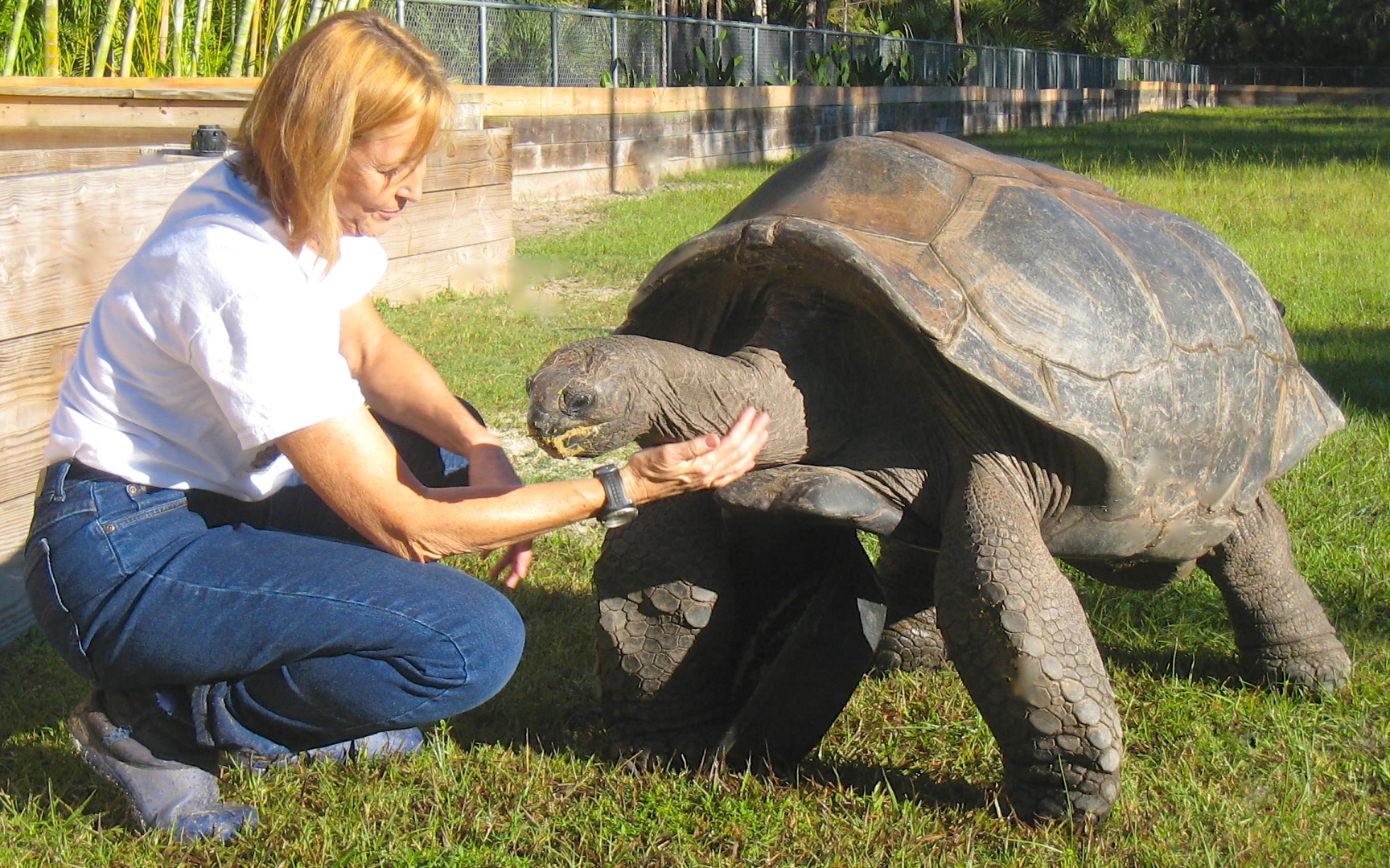 ALDABRA BREEDER