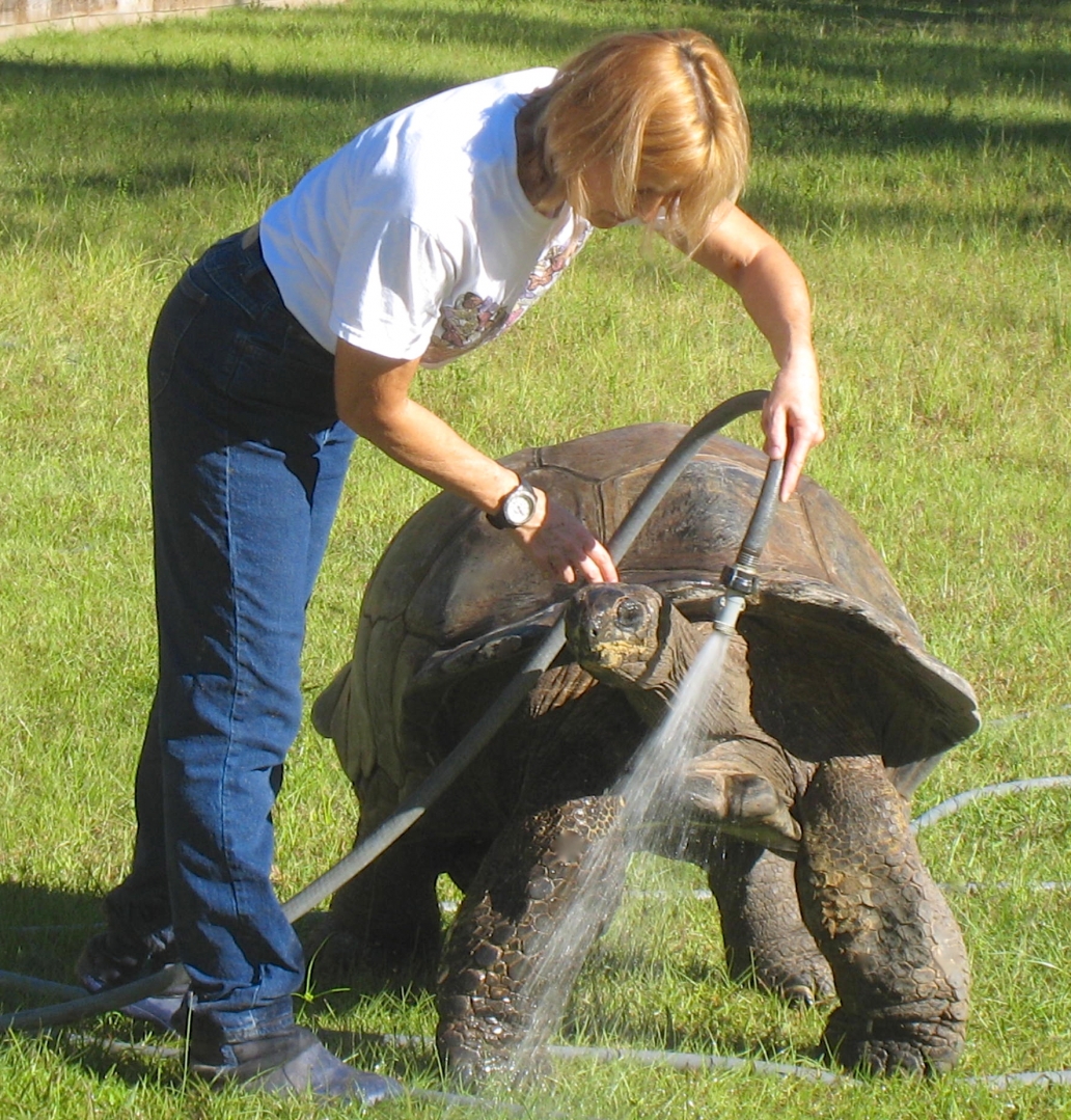 ALDABRA BREEDER