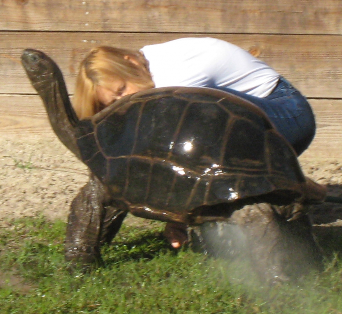 ALDABRA BREEDER