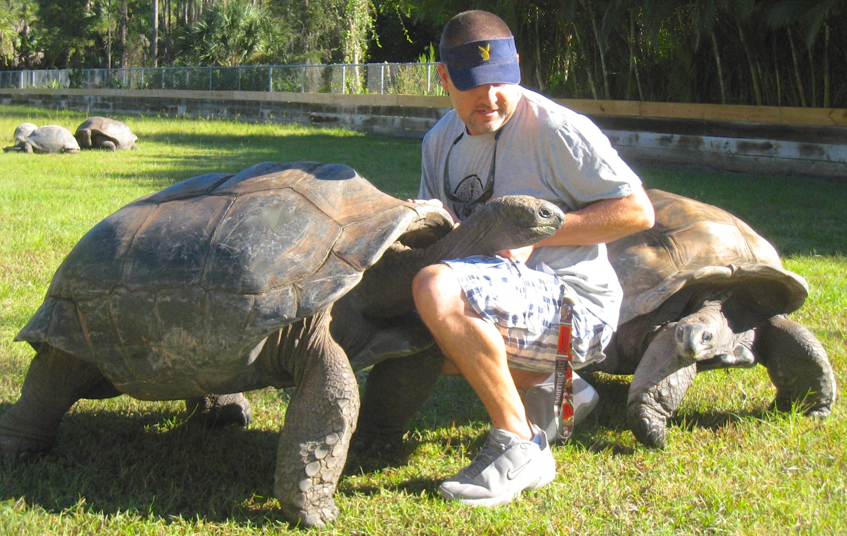 ALDABRA BREEDER