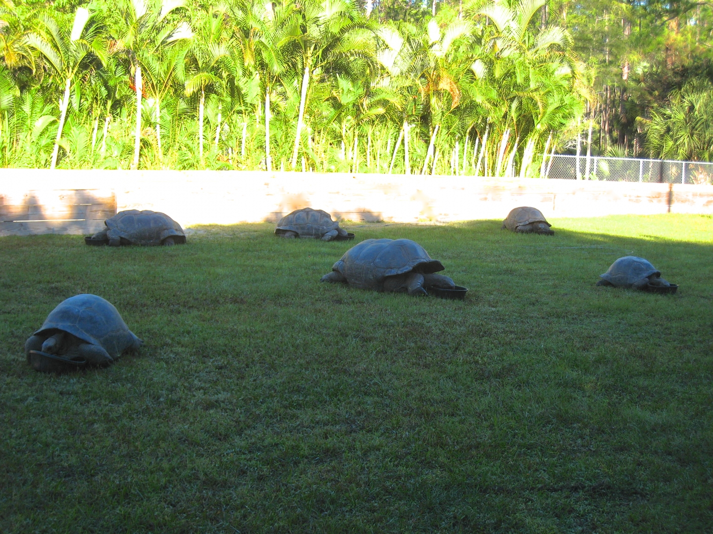 ALDABRA BREEDER