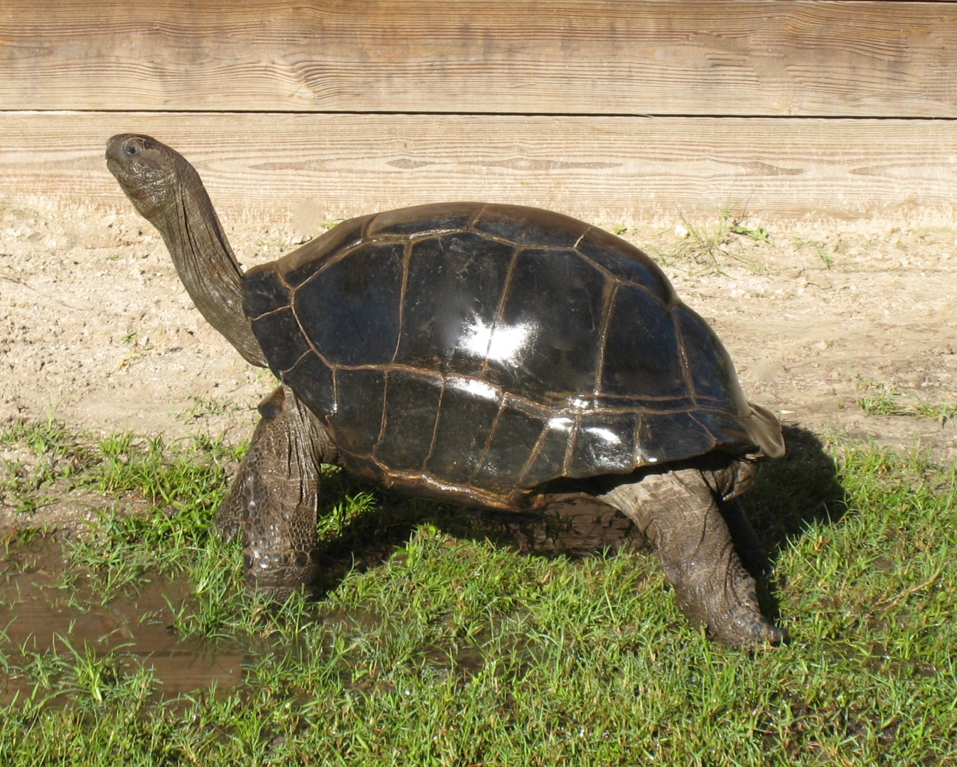 ALDABRA BREEDER
