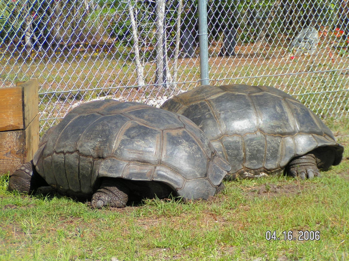 ALDABRA BREEDER