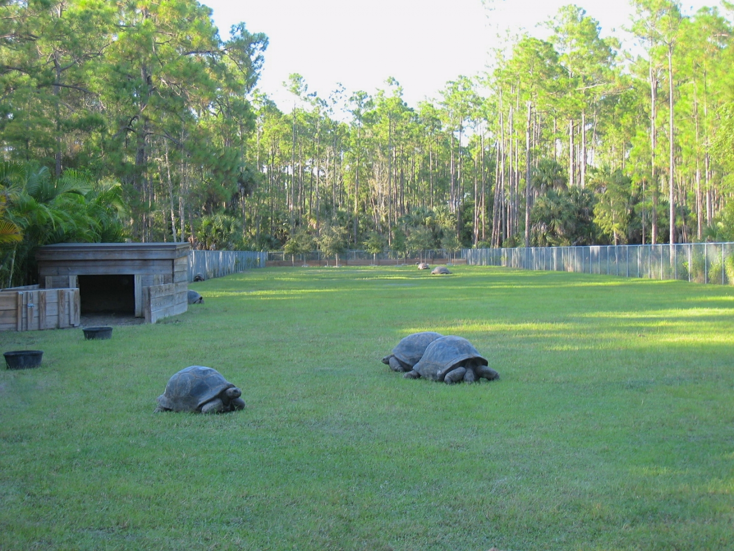 ALDABRA BREEDER