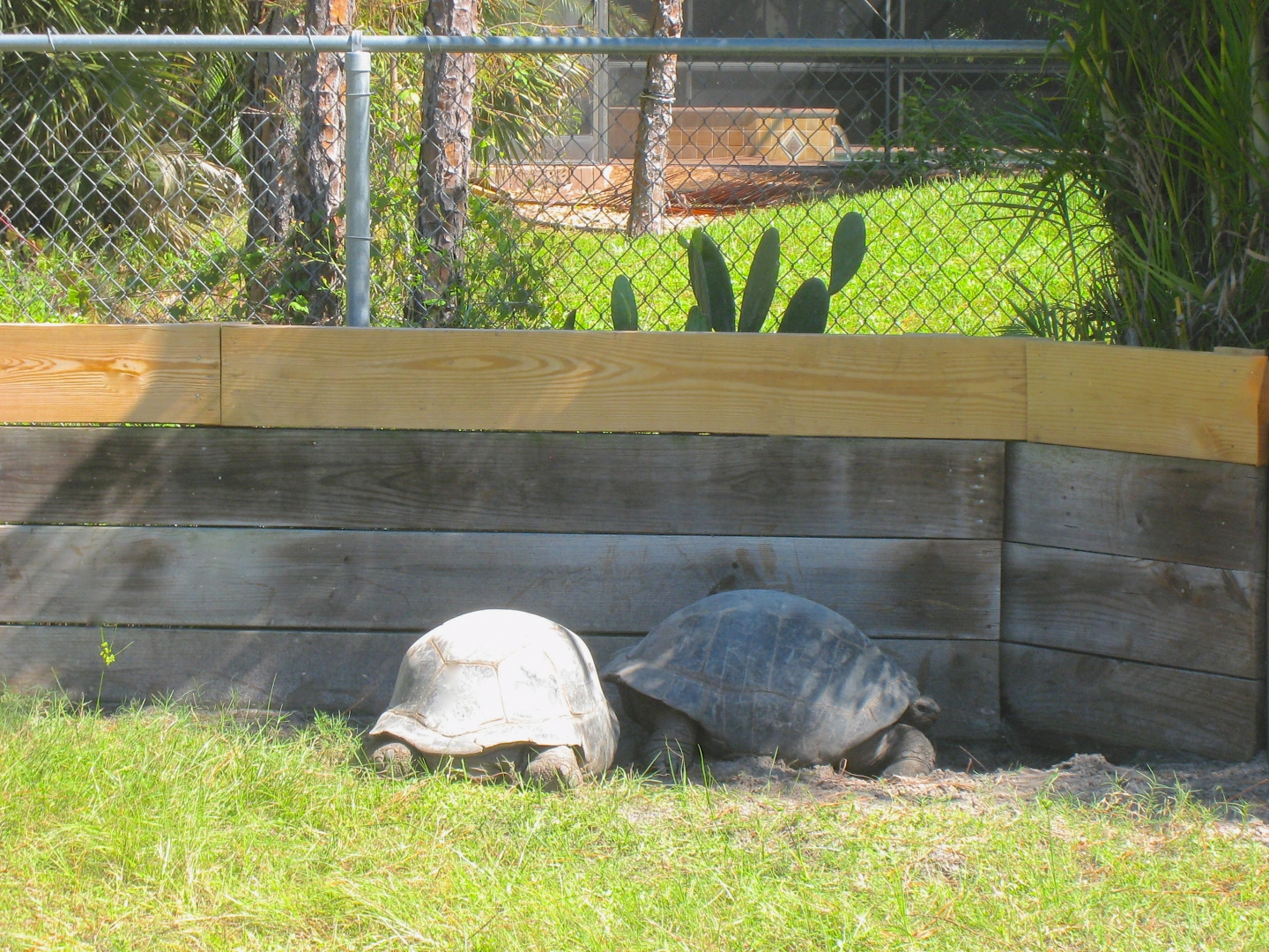 ALDABRA BREEDER