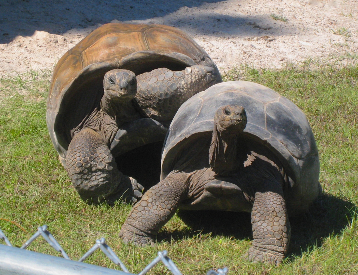 ALDABRA BREEDER