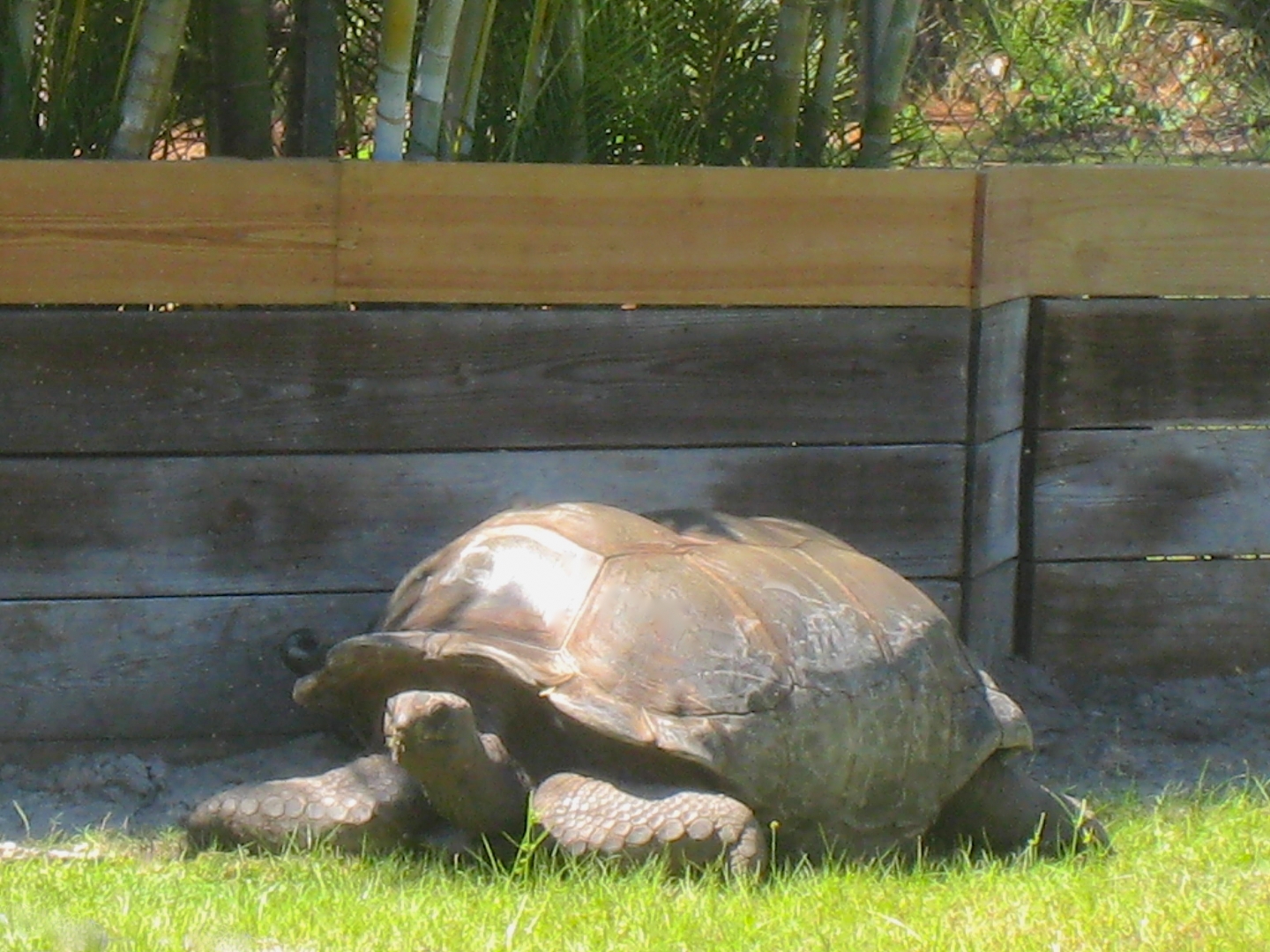 ALDABRA BREEDER