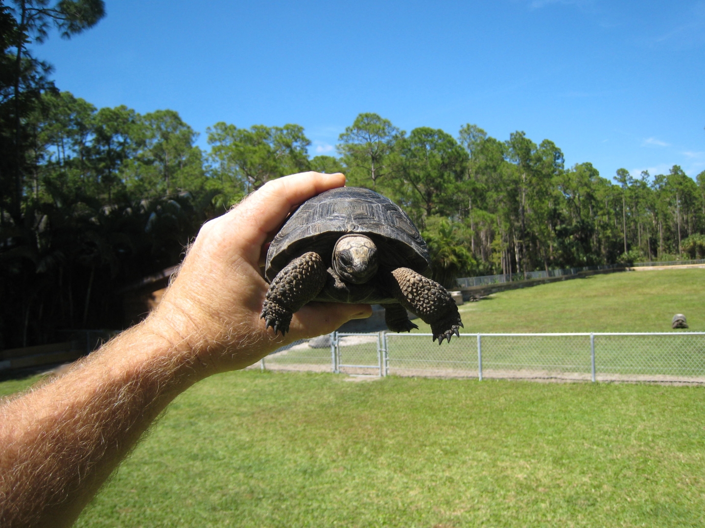 ALDABRA BREEDER