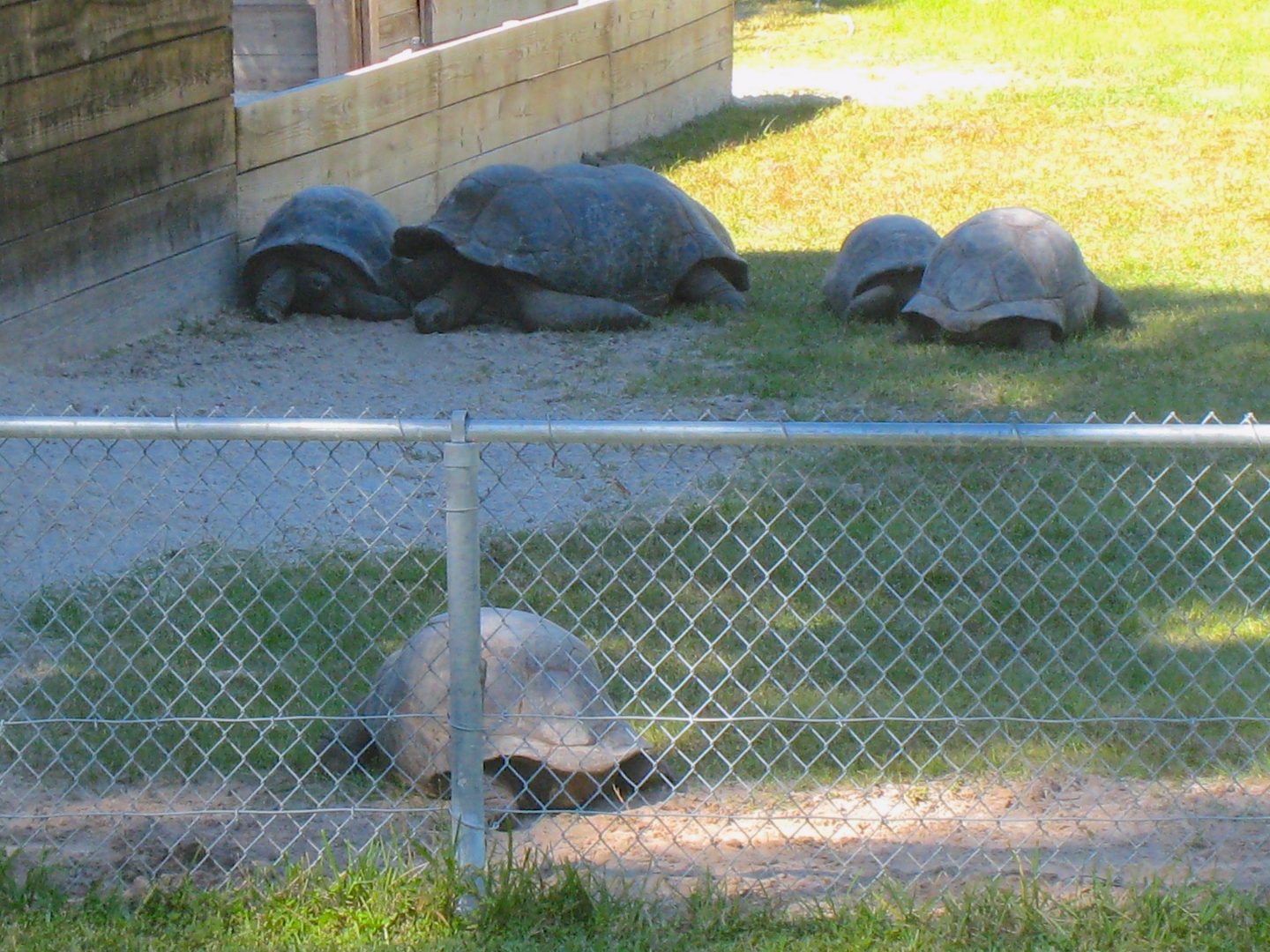 ALDABRA BREEDER