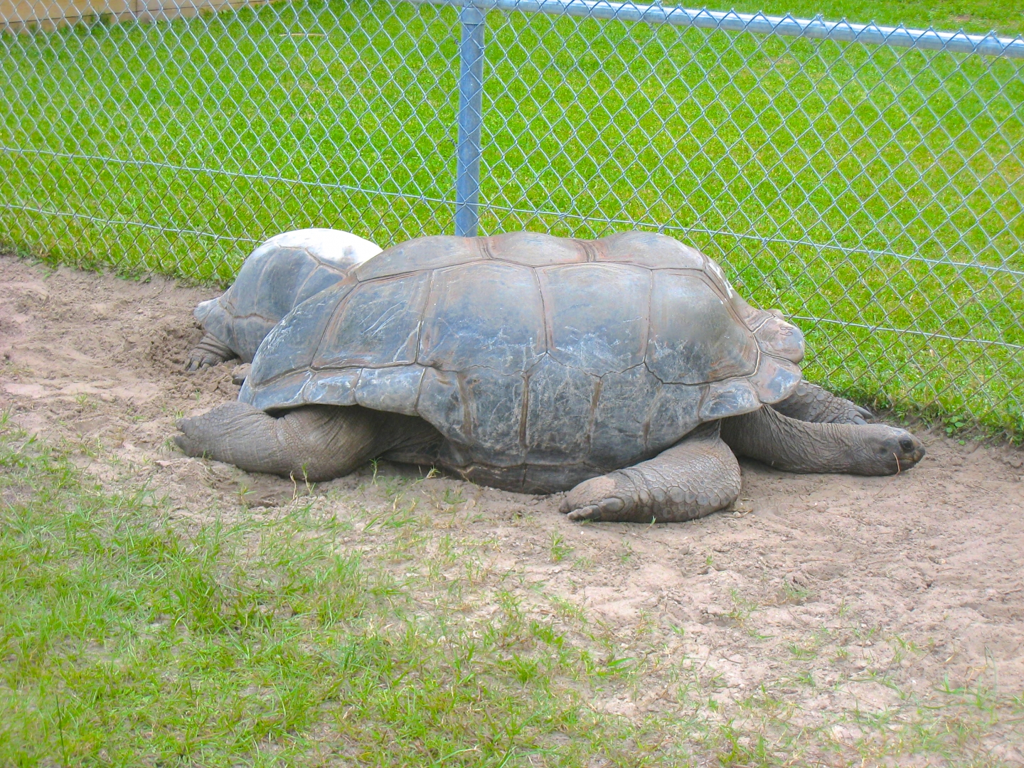 ALDABRA BREEDER