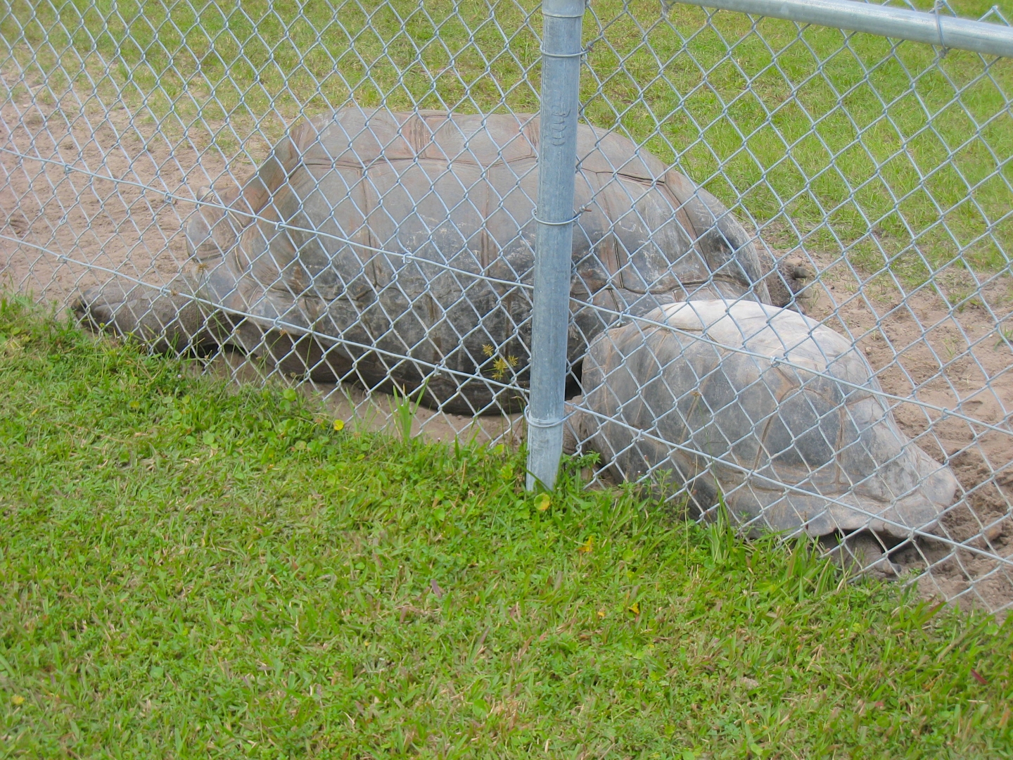 ALDABRA BREEDER