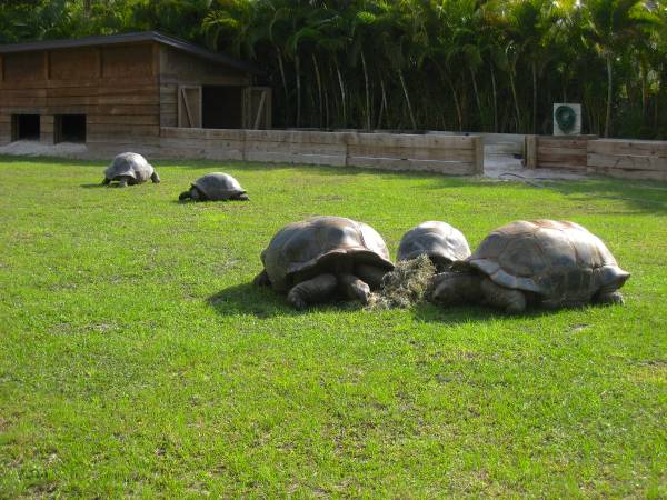 ALDABRA BREEDER