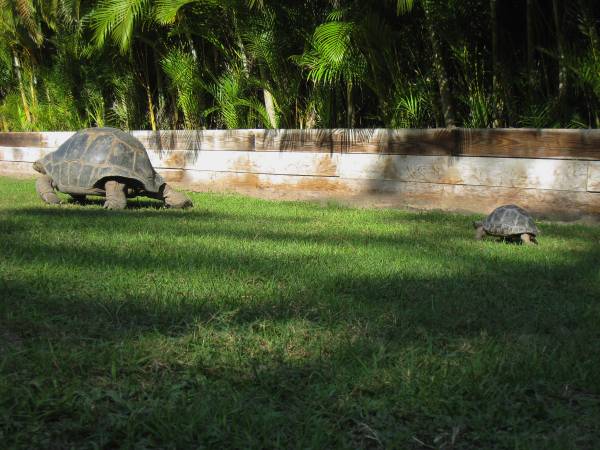 ALDABRA BREEDER