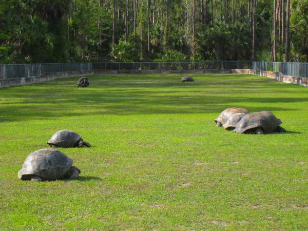 ALDABRA BREEDER