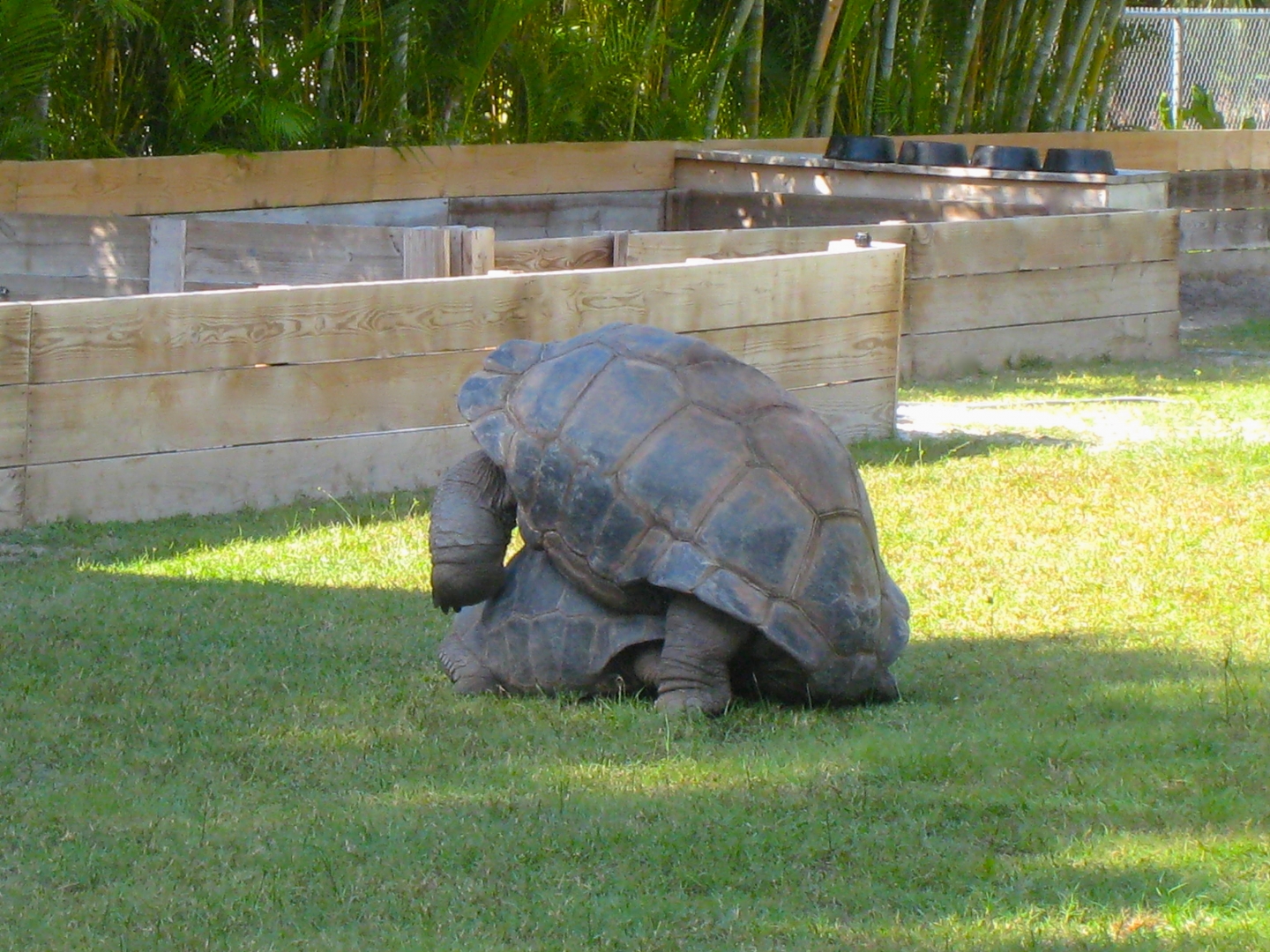ALDABRA BREEDER