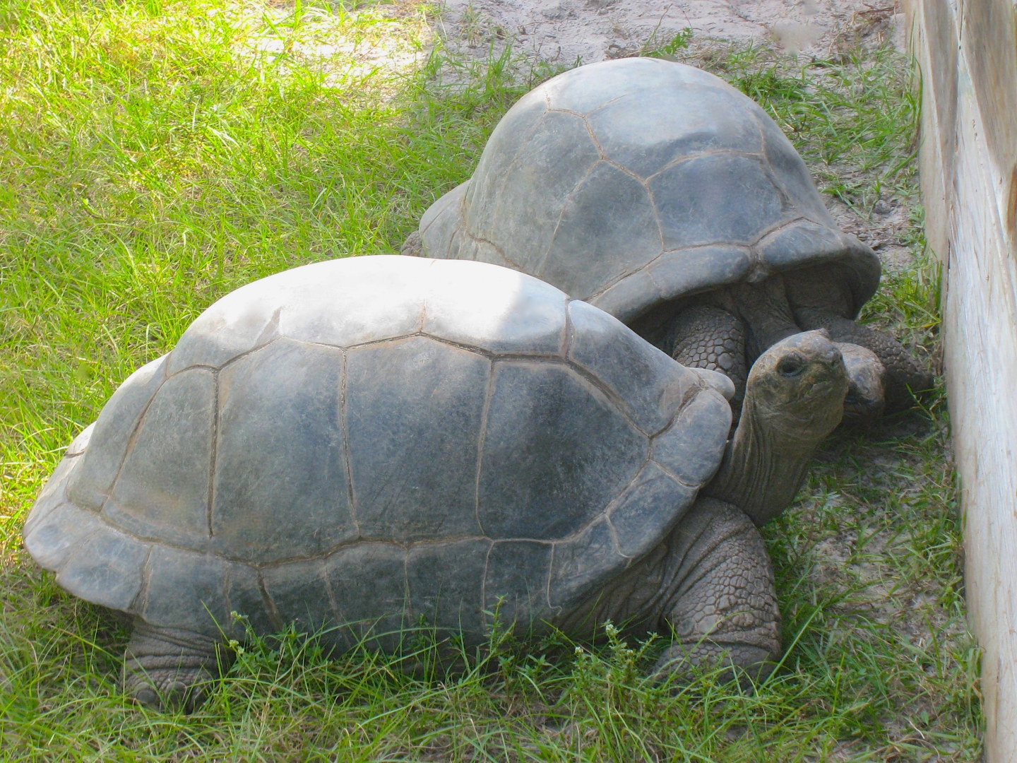 ALDABRA BREEDER