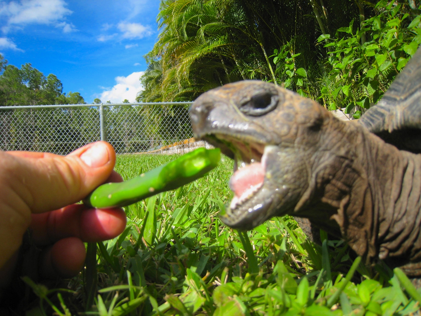 ALDABRA BREEDER
