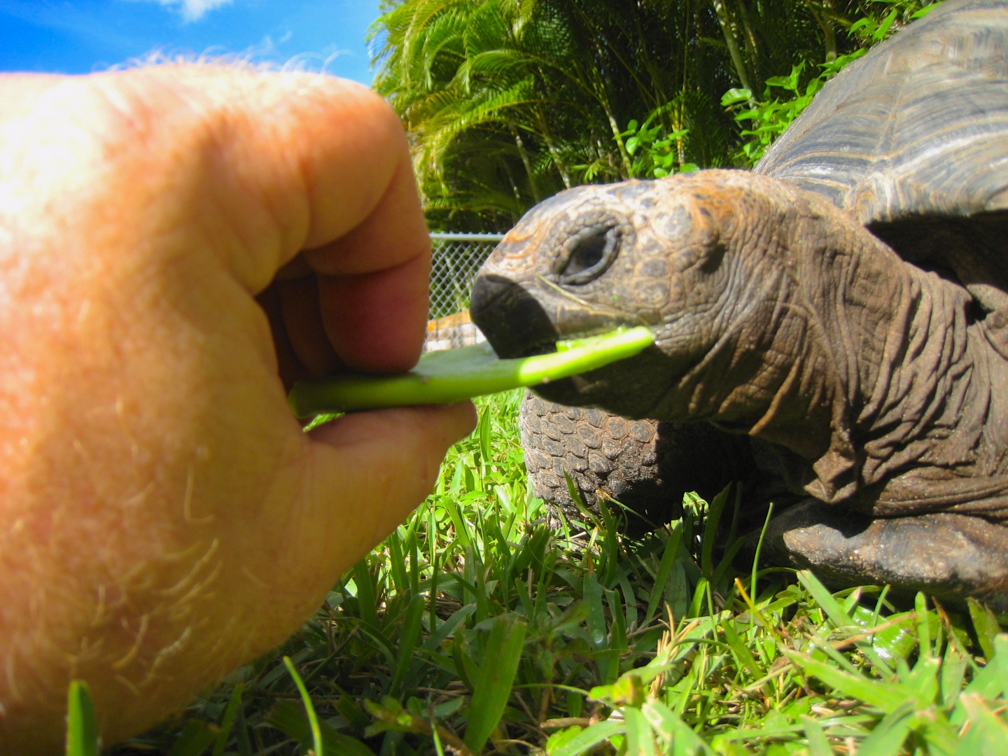 ALDABRA BREEDER