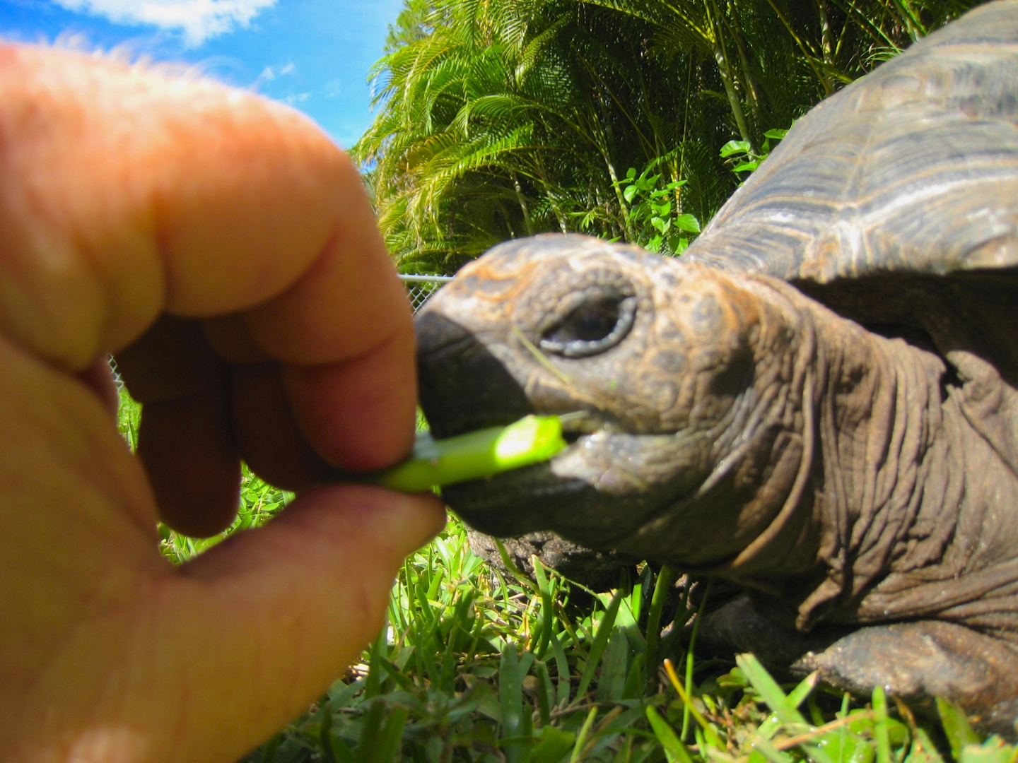 ALDABRA BREEDER