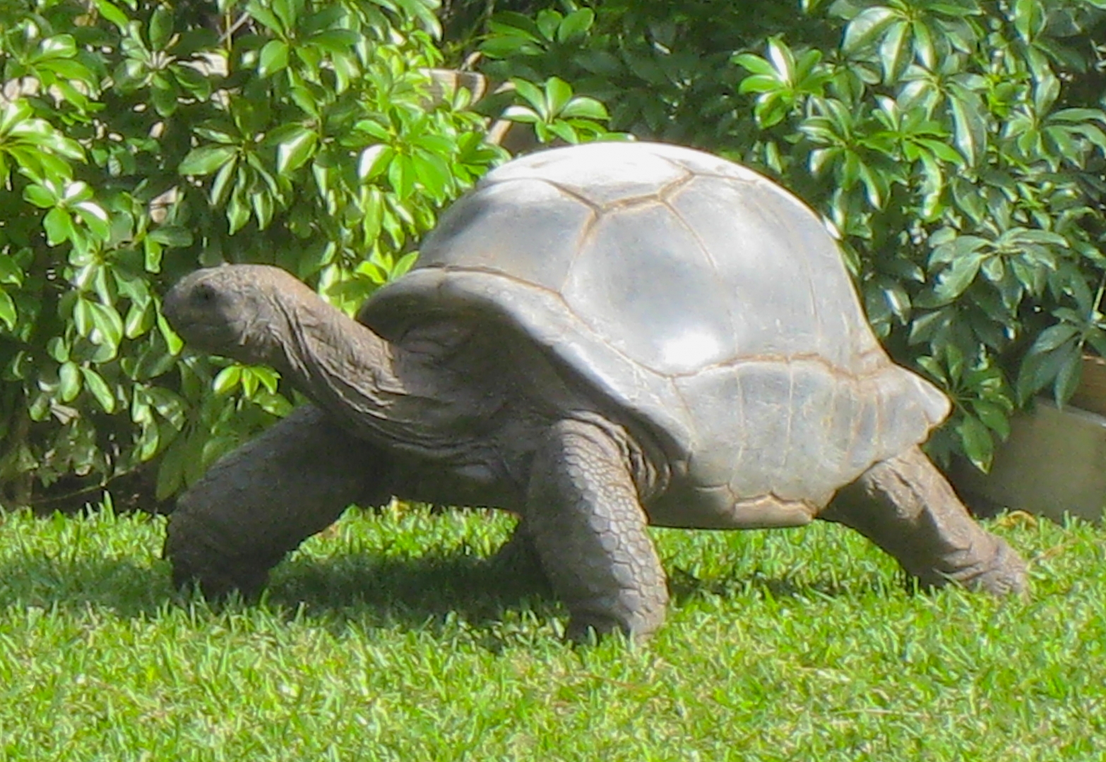 ALDABRA BREEDER