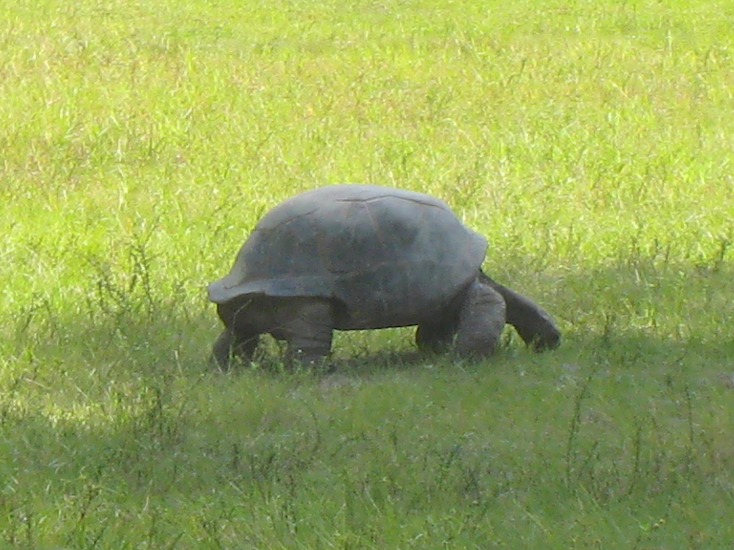 ALDABRA BREEDER