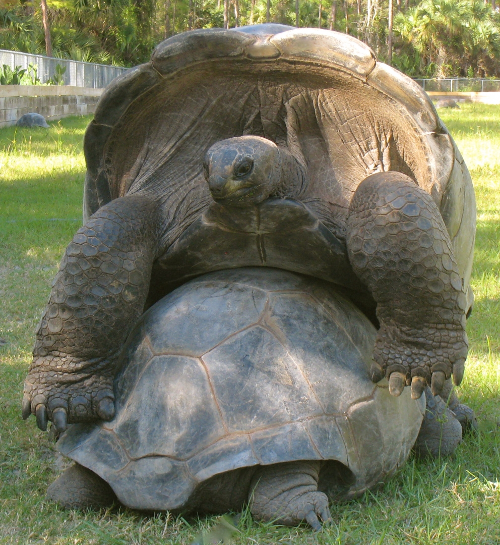 ALDABRA BREEDER