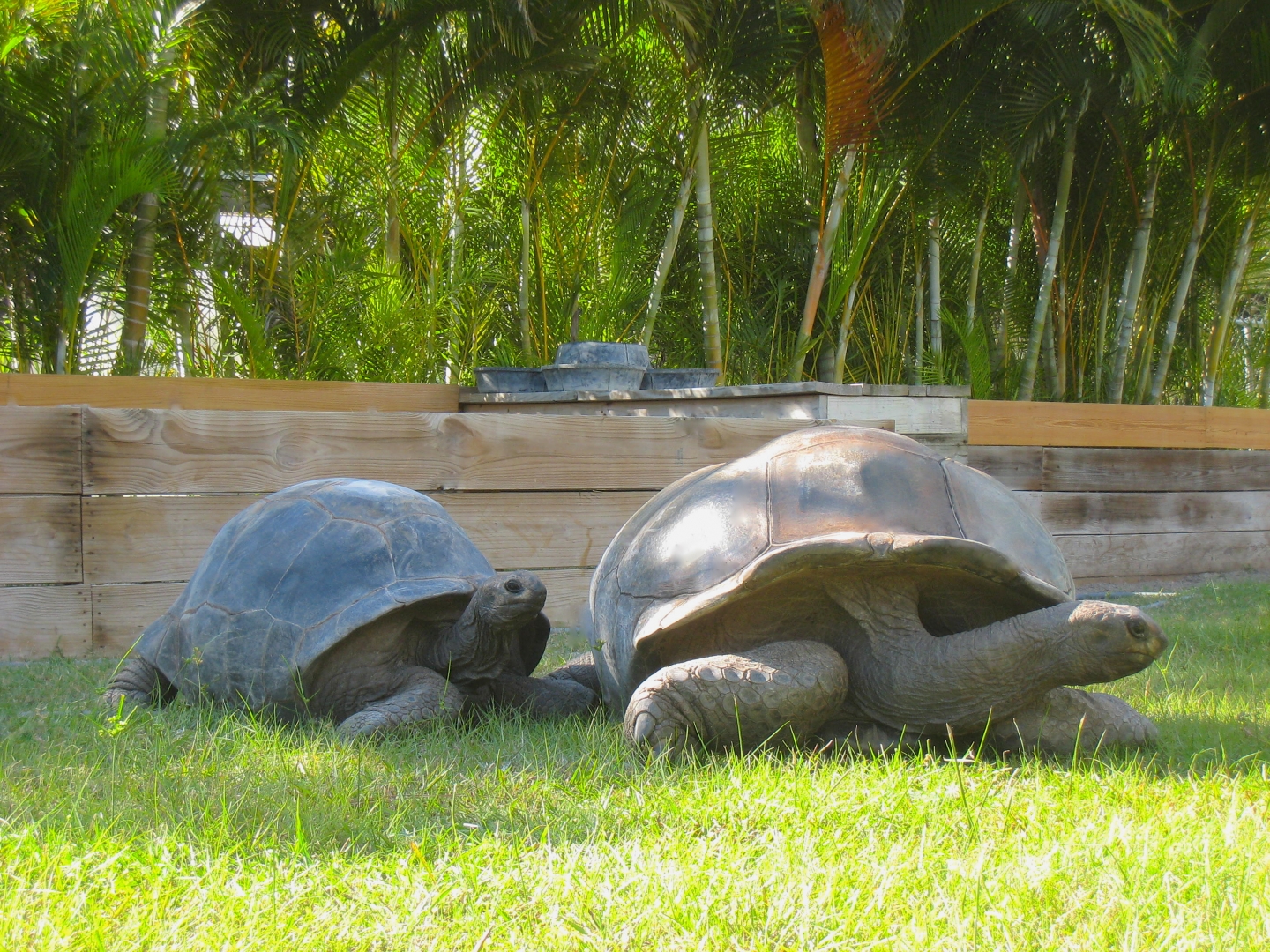 ALDABRA BREEDER