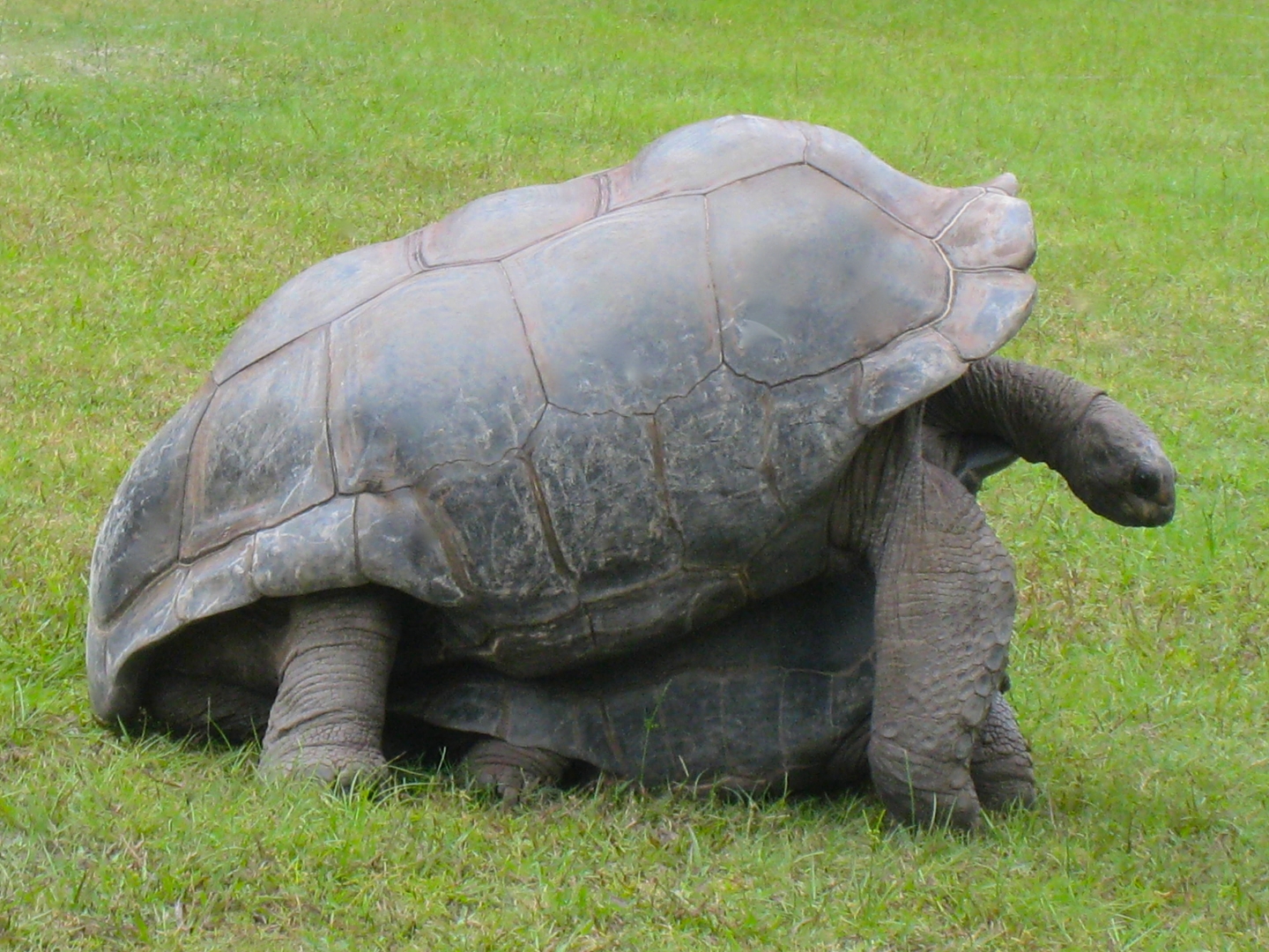 ALDABRA BREEDER