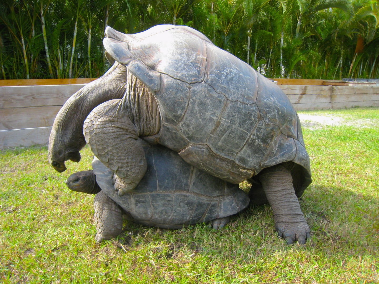 ALDABRA BREEDER