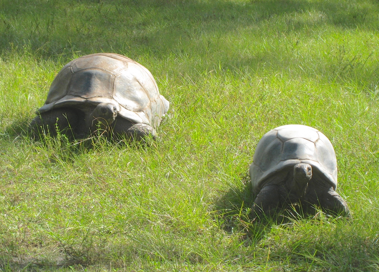 ALDABRA BREEDER