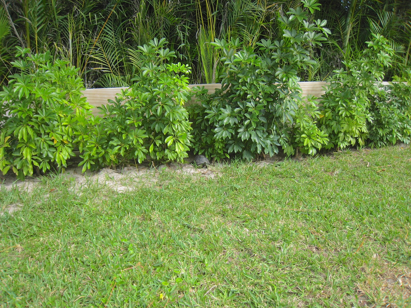 ALDABRA BREEDER