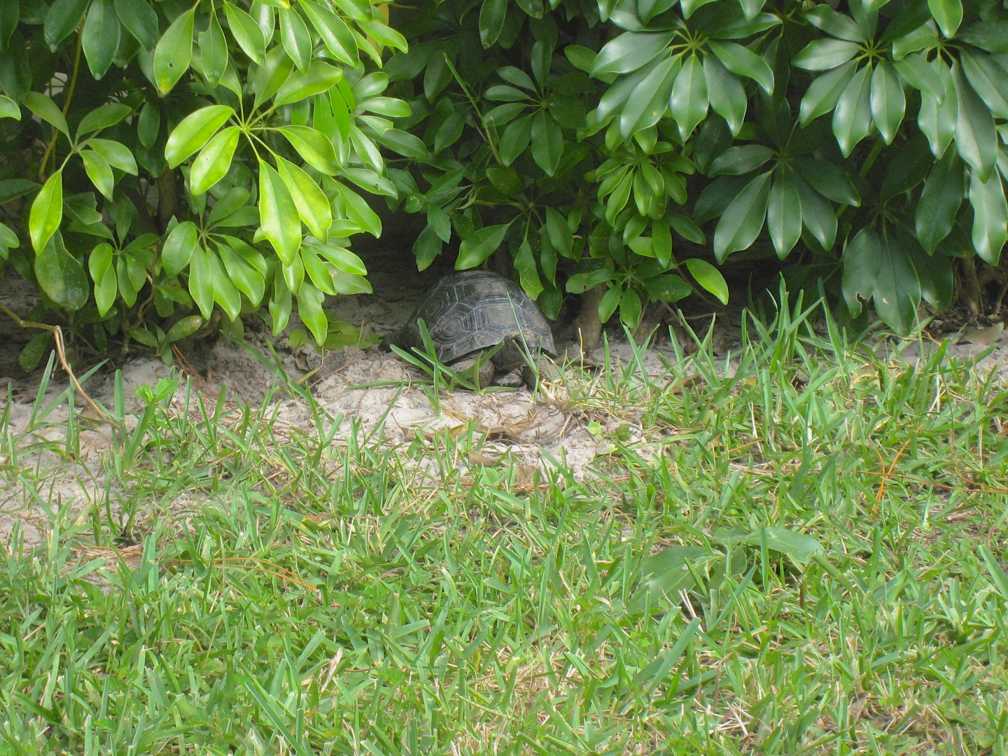 ALDABRA BREEDER