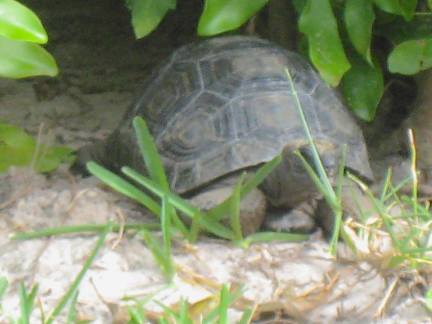 ALDABRA BREEDER