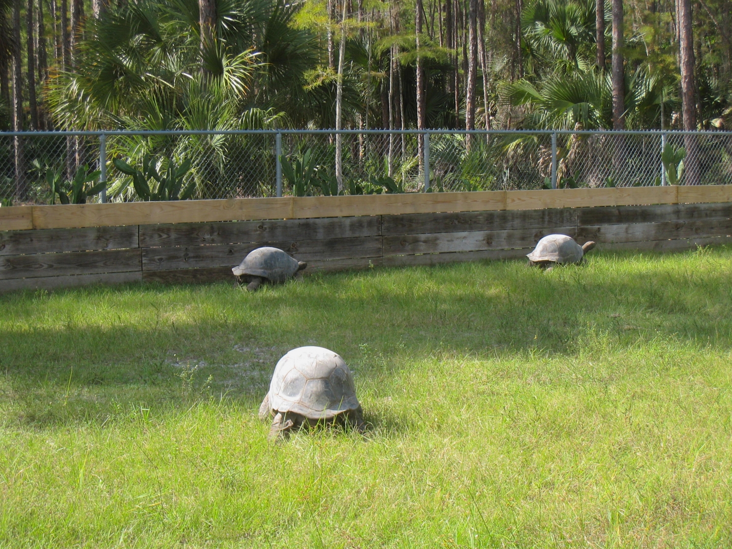 ALDABRA BREEDER