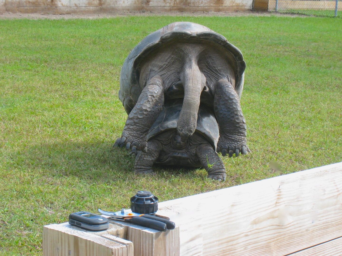 ALDABRA BREEDER