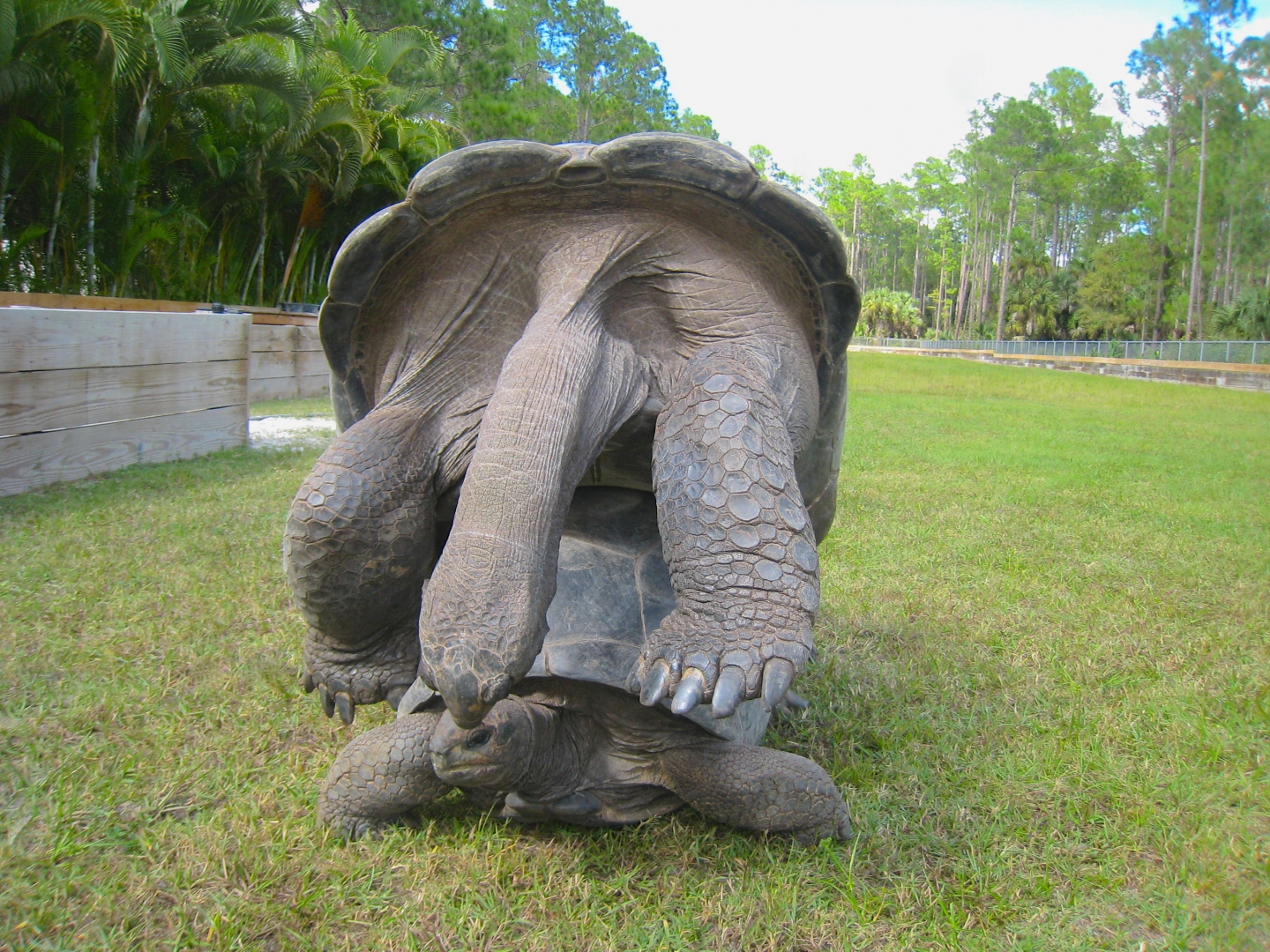 ALDABRA BREEDER