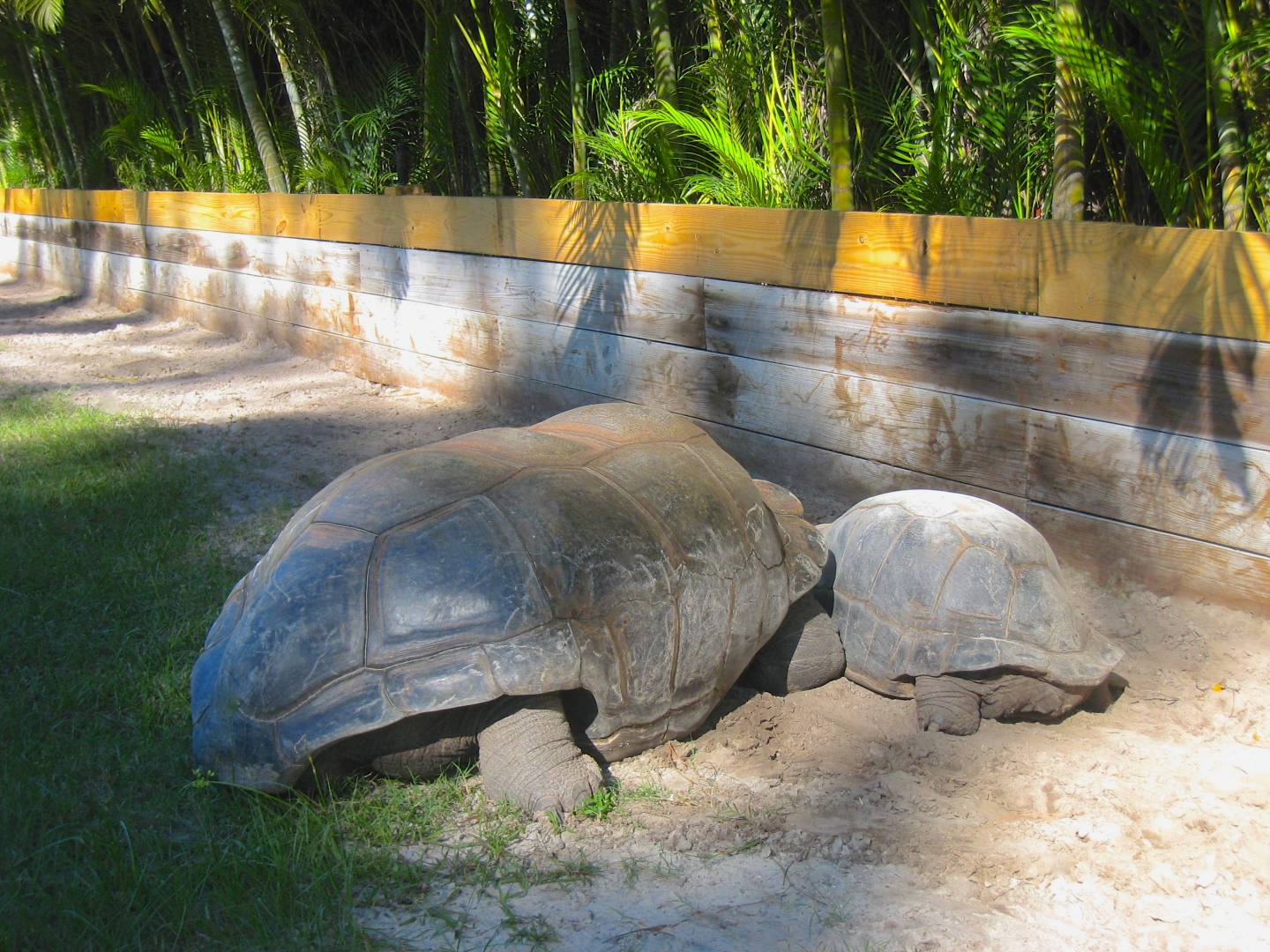 ALDABRA BREEDER