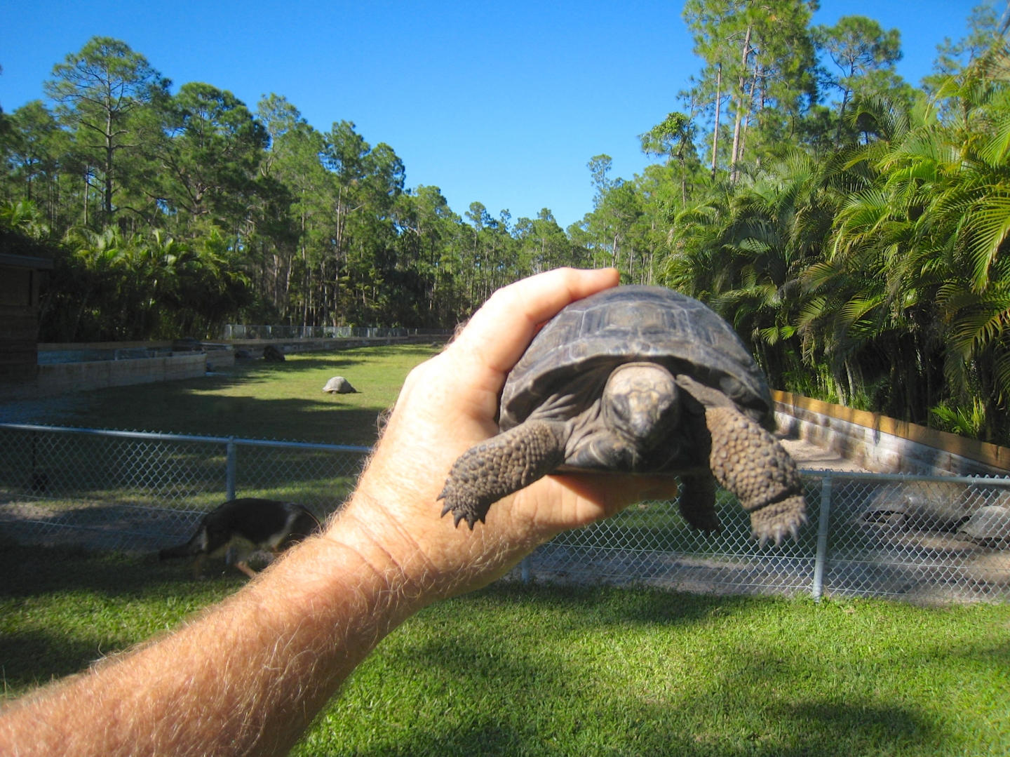 ALDABRA BREEDER