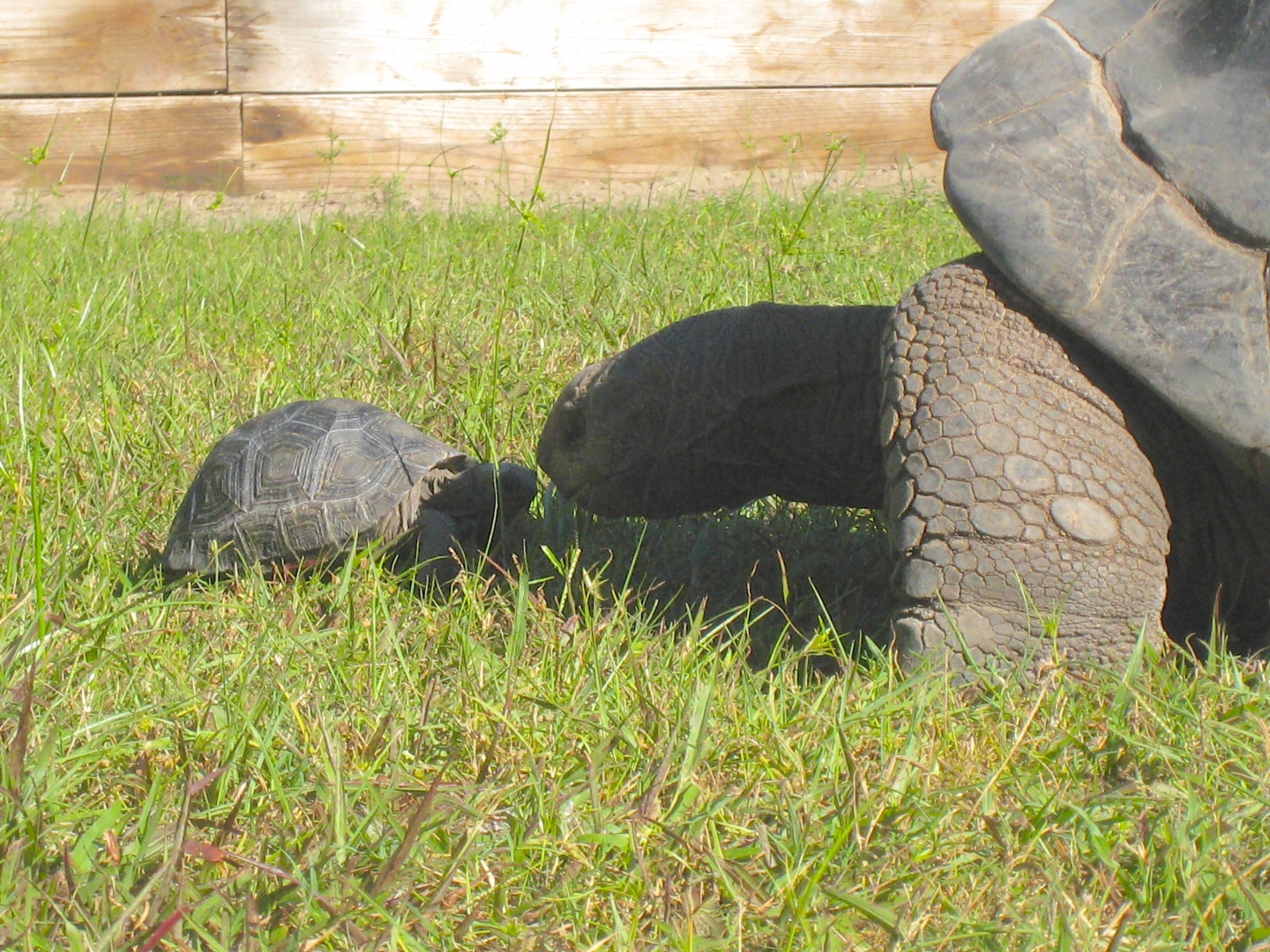 ALDABRA BREEDER