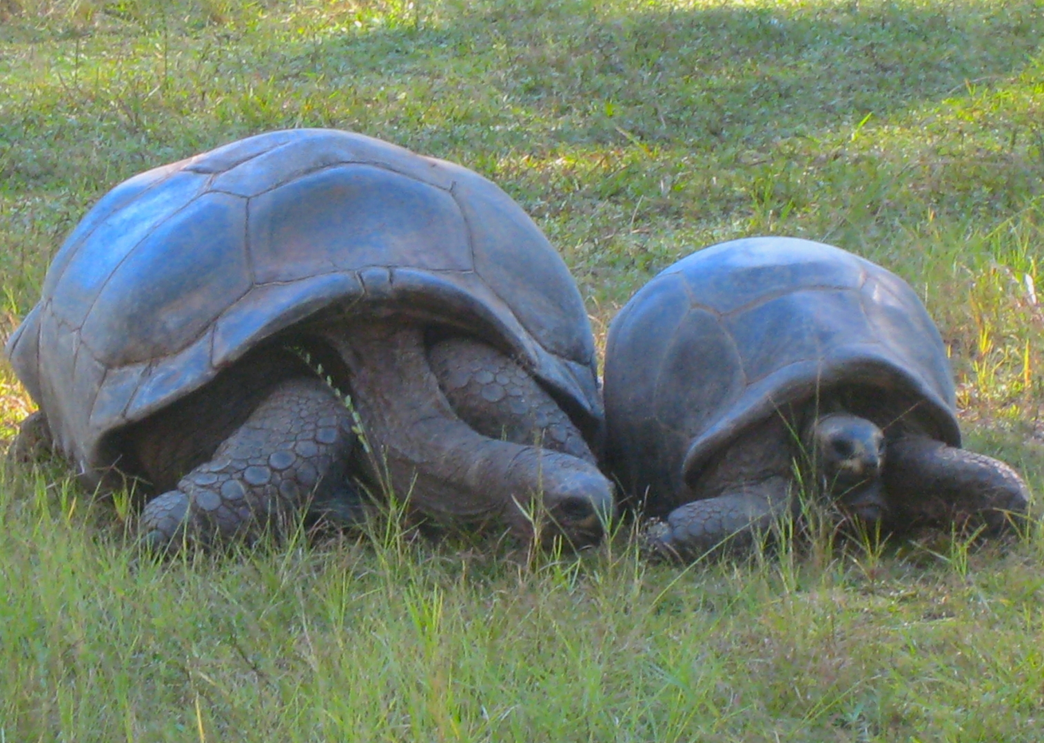 ALDABRA BREEDER