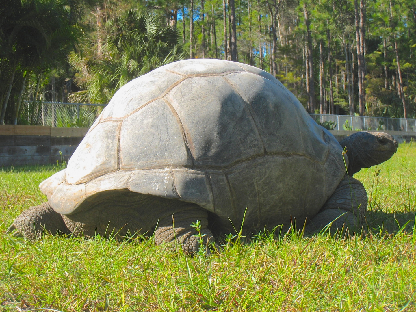 ALDABRA BREEDER