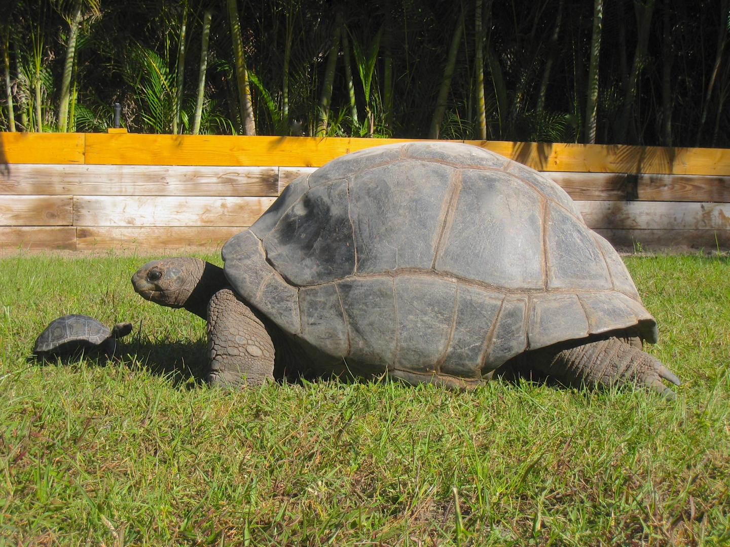 ALDABRA BREEDER
