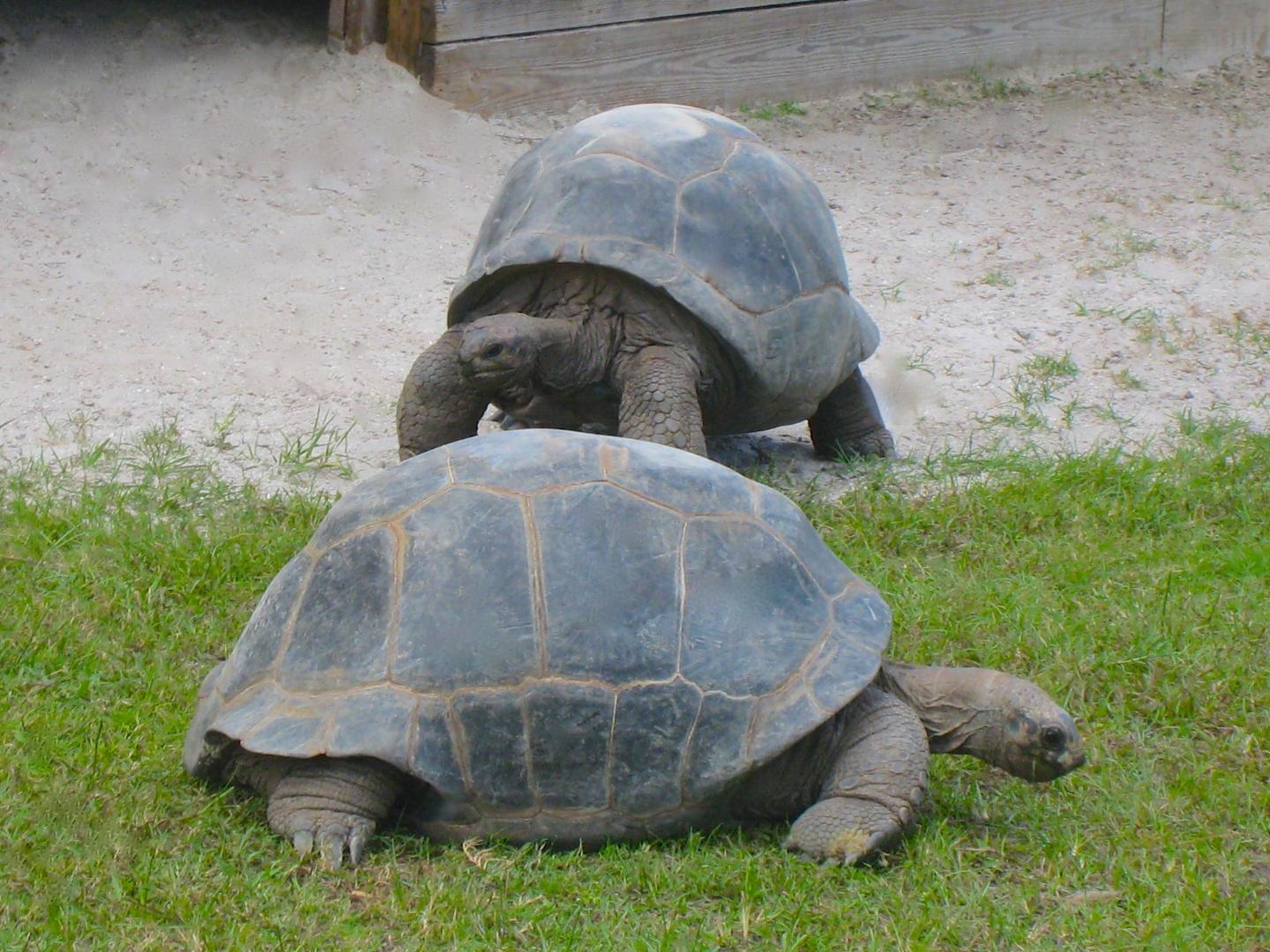 ALDABRA BREEDER
