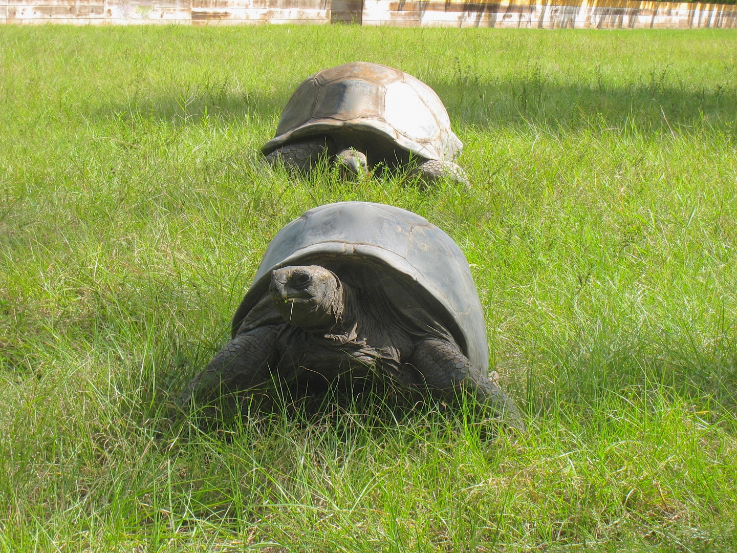 ALDABRA BREEDER