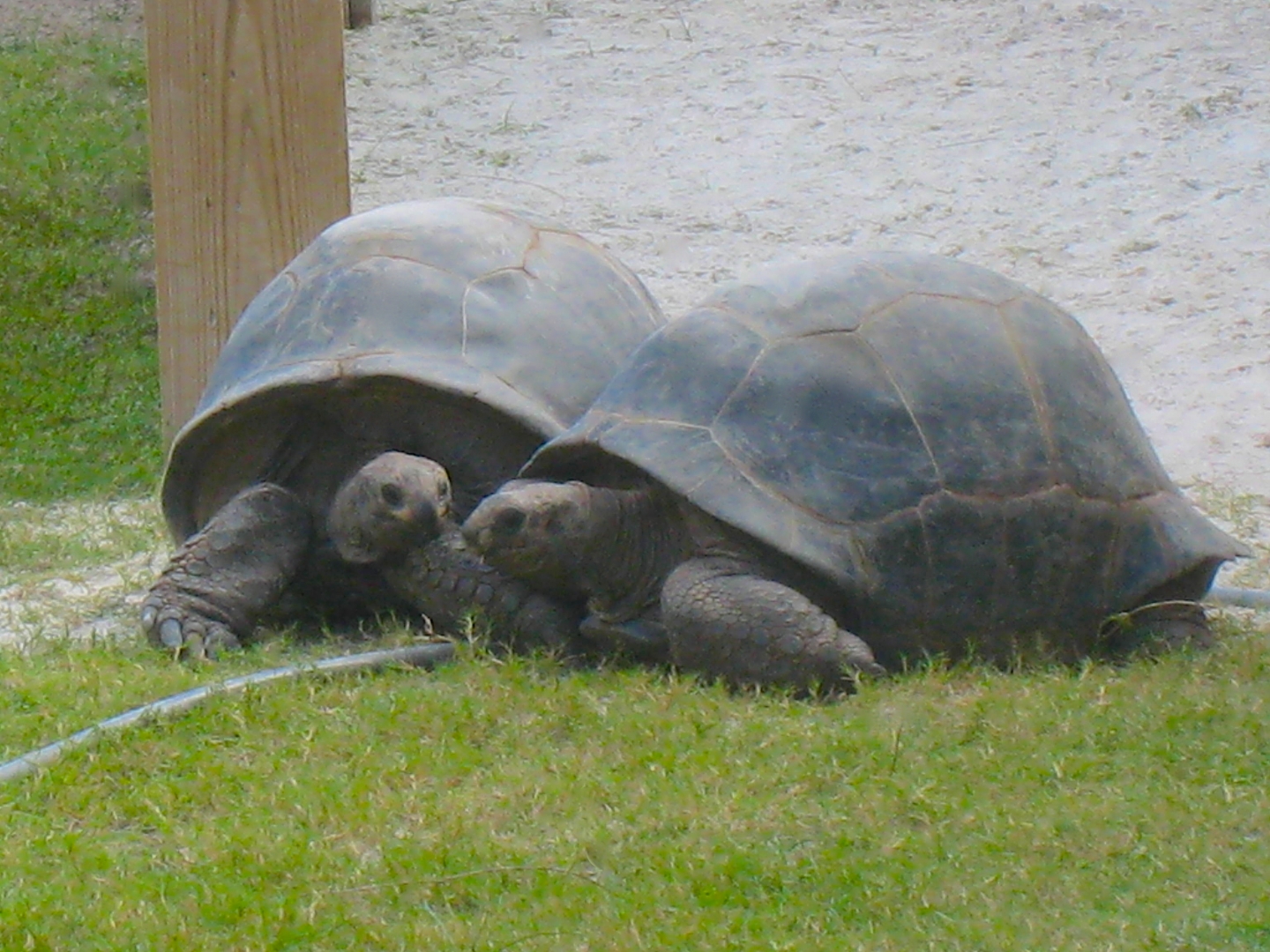 ALDABRA BREEDER