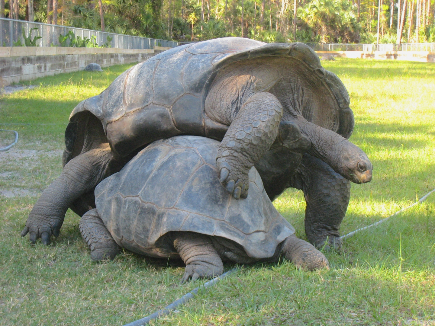 ALDABRA BREEDER