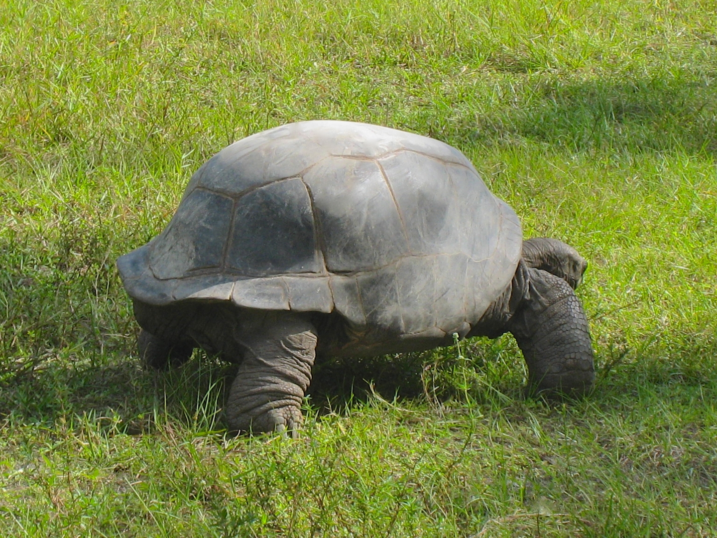 ALDABRA BREEDER